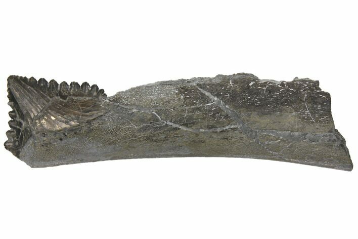 Bizarre Edestus Shark Tooth In Jaw Section - Carboniferous #130855